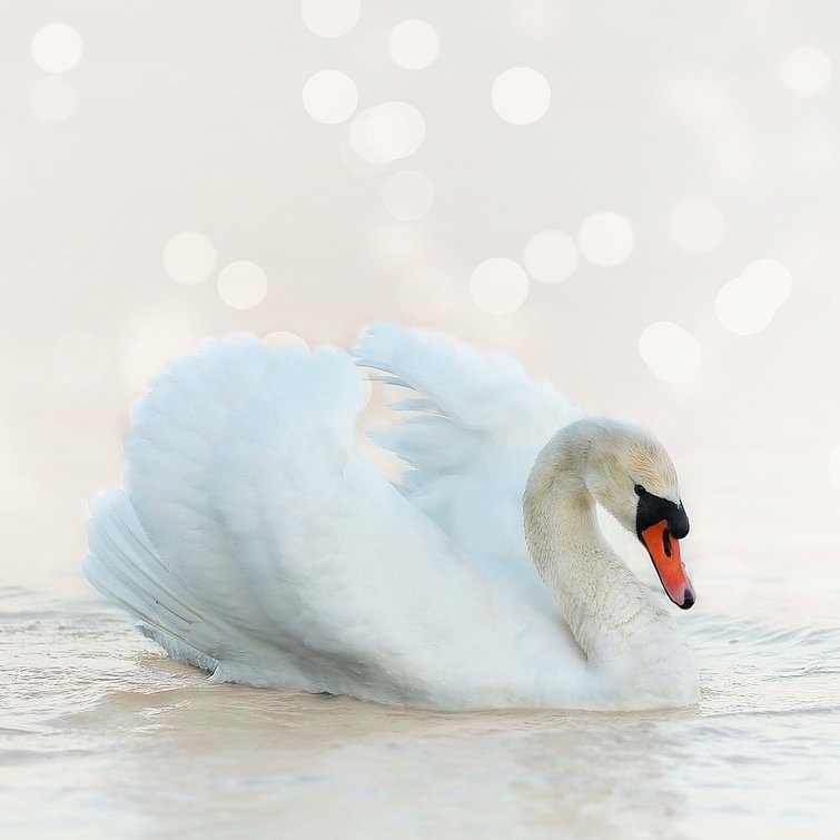 Schwan Schwan